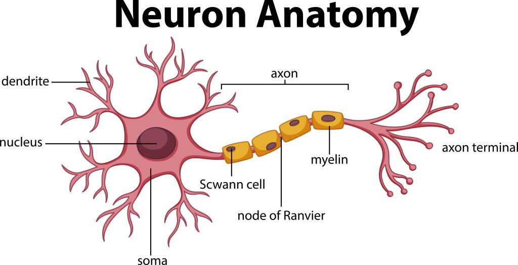 Schematic of neuron anatomy.