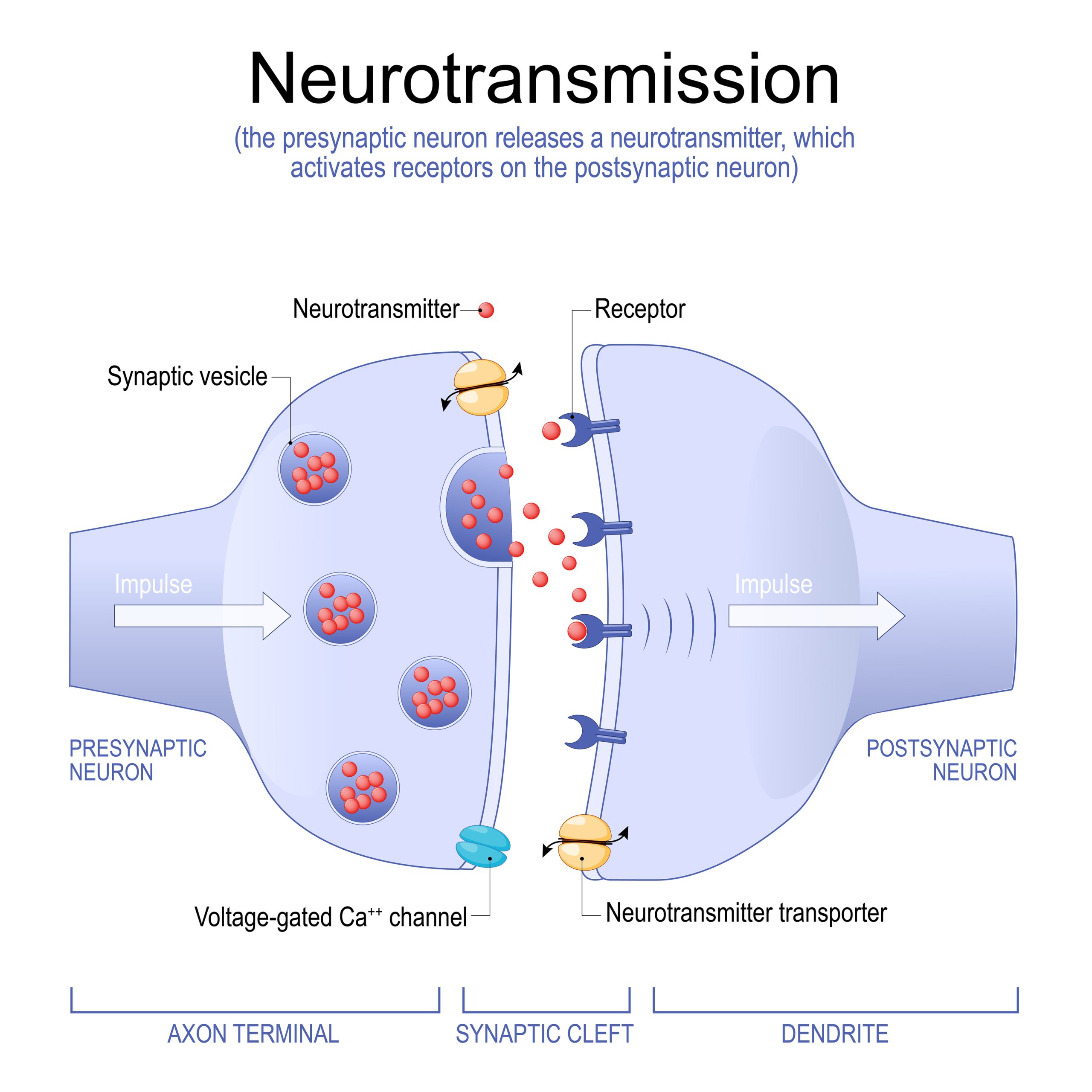 Diagram of neurotransmission.