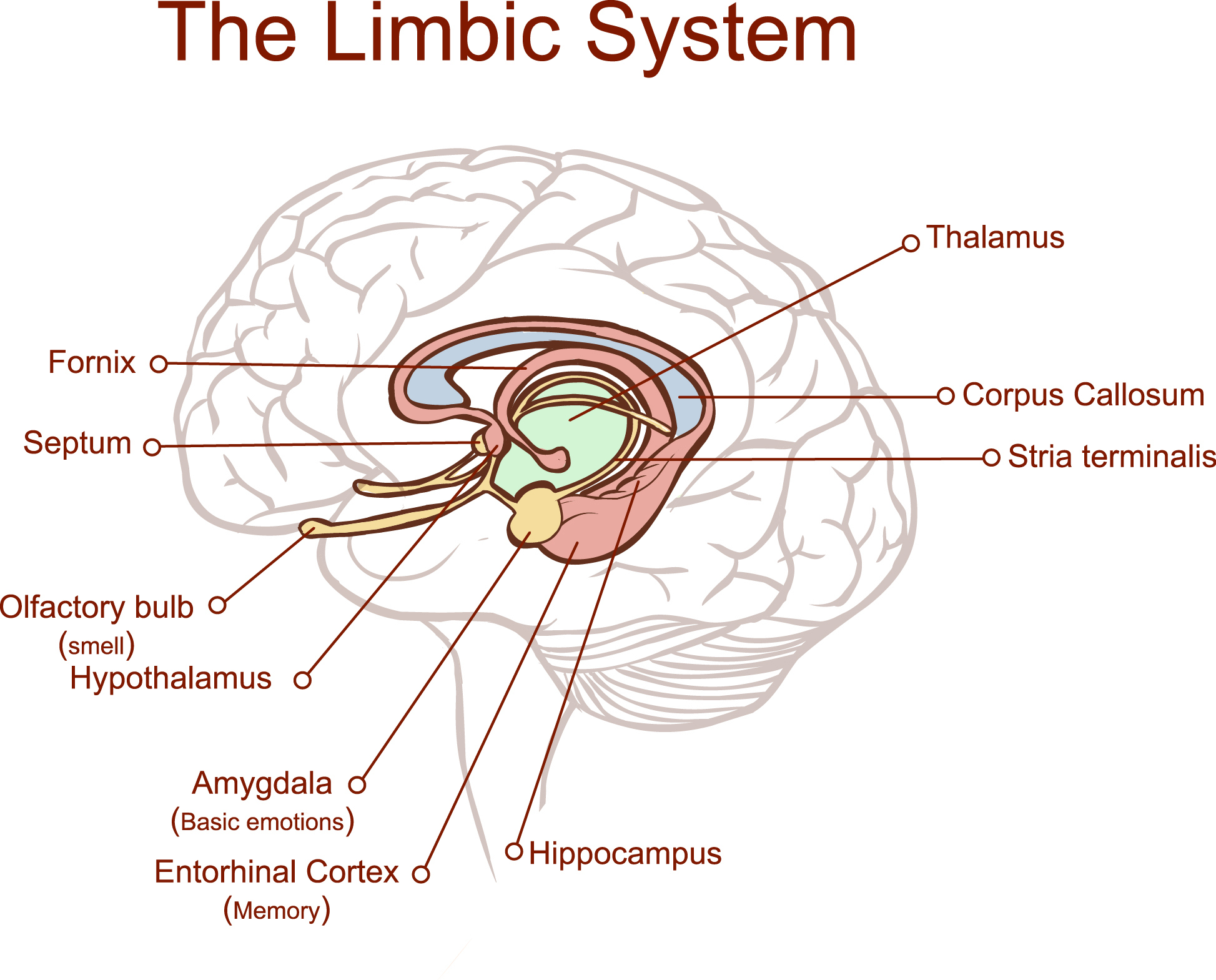 Diagram labeling the limbic system of the brain.