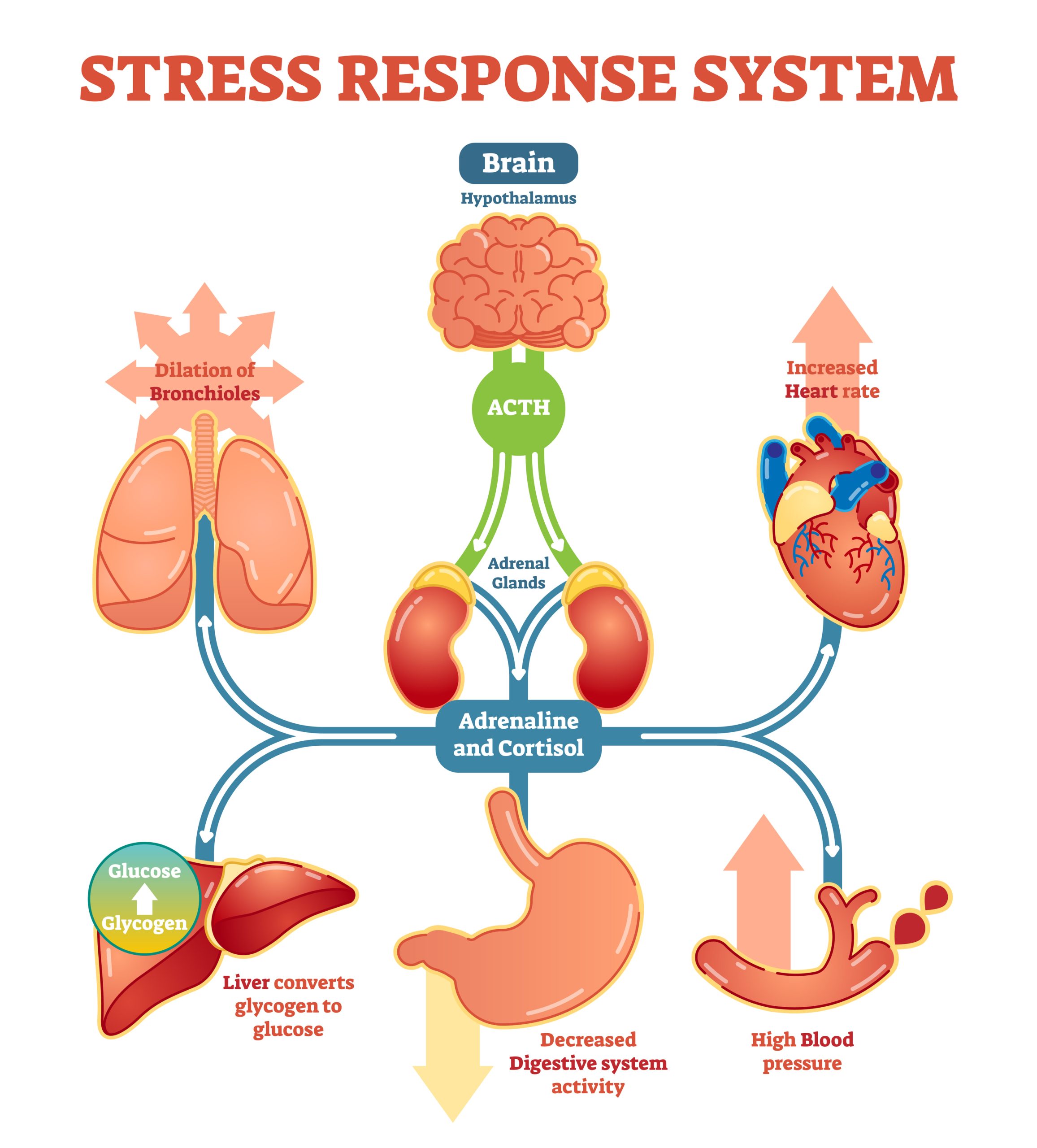 Diagram of stress response system of the organs in a human body.