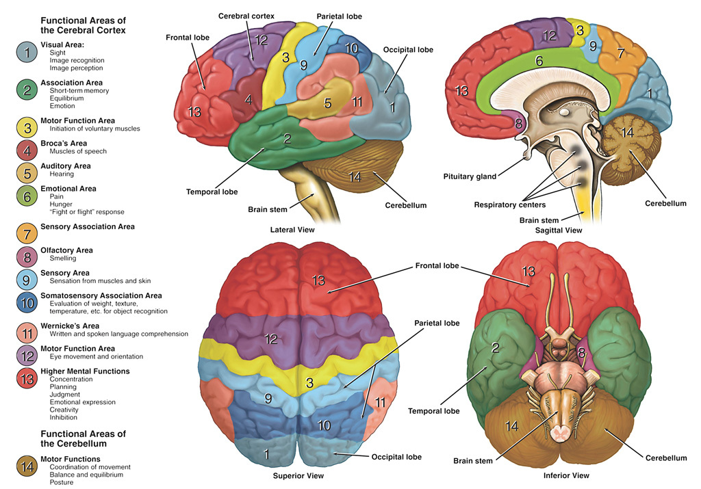 Labeled illustration of the functional areas of the cerebral cortex.